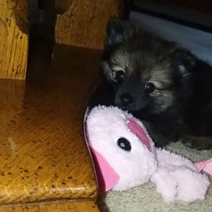 Meet your Posher, Emmy